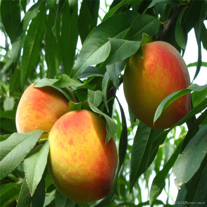 canned yellow peach